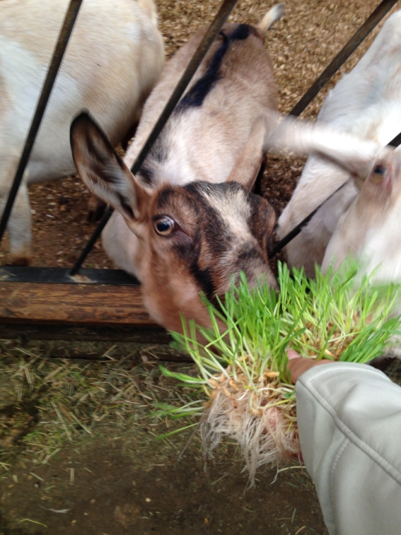 Feeding the goat organic sprouted grain.